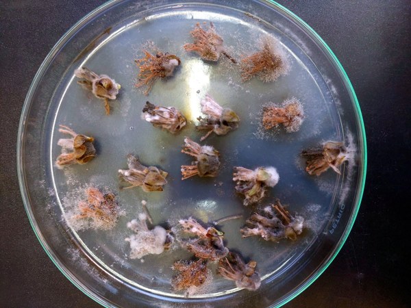 Botrytis en frutales